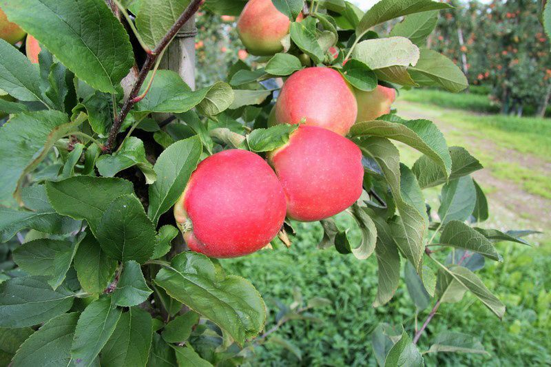 ����������� ��������� ������� � ������� �����������: ������ ��������������� ���������