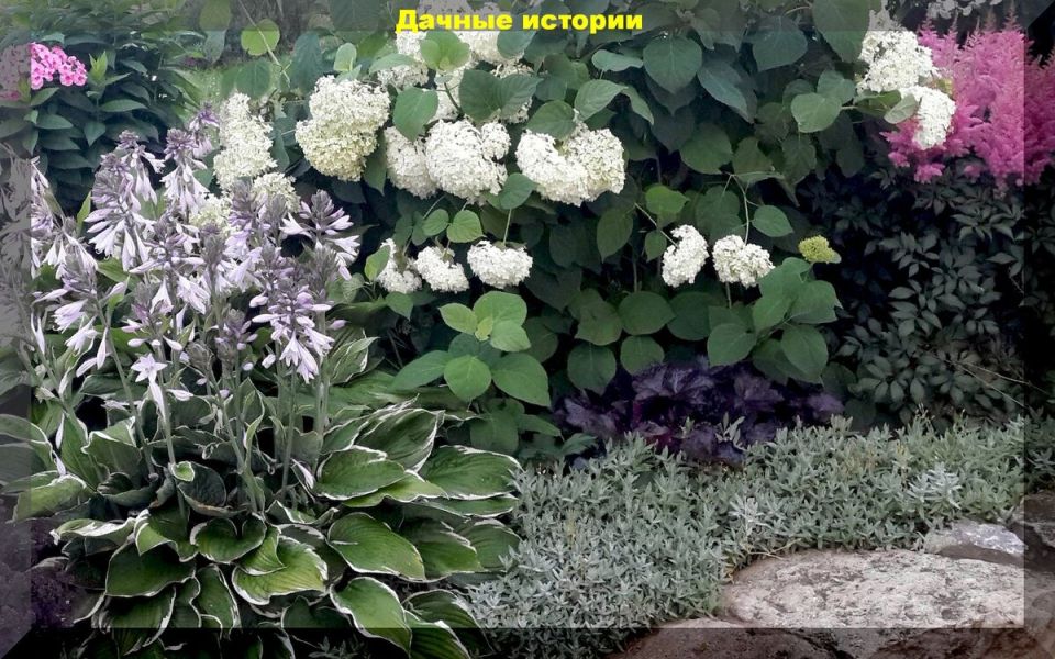 Уход за гортензией в зимний период