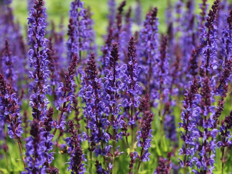 ��� ������� ��������� ������: �������������� ��������� �������� ��� ���