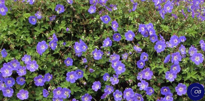 ��� �������� �������� � ������ � ���������