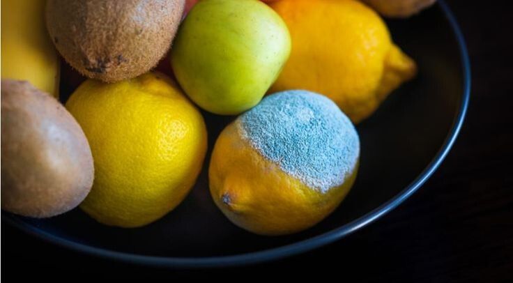 Плесень на продуктах: когда срезать – опасно, а когда можно рискнуть?