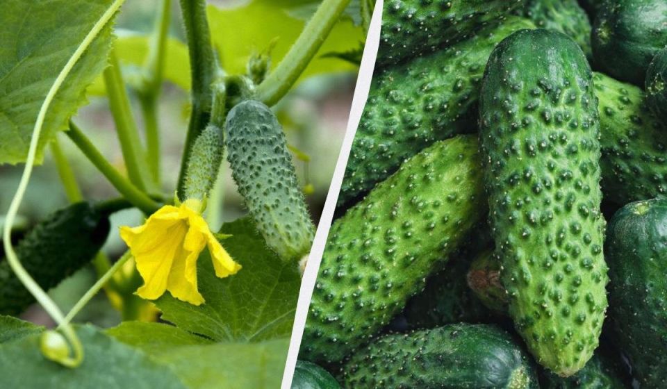 ������ ���� � ������ ������: ���-7 ������ ��� ������ �������