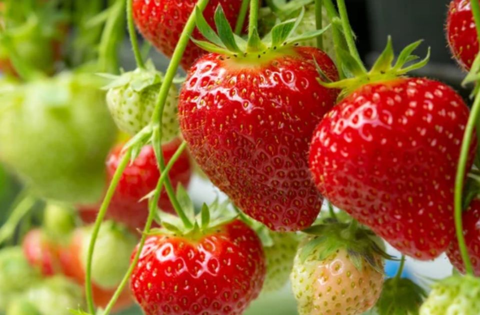 �������� � ���� ������� ������������ ��������: ������� ��������� ������