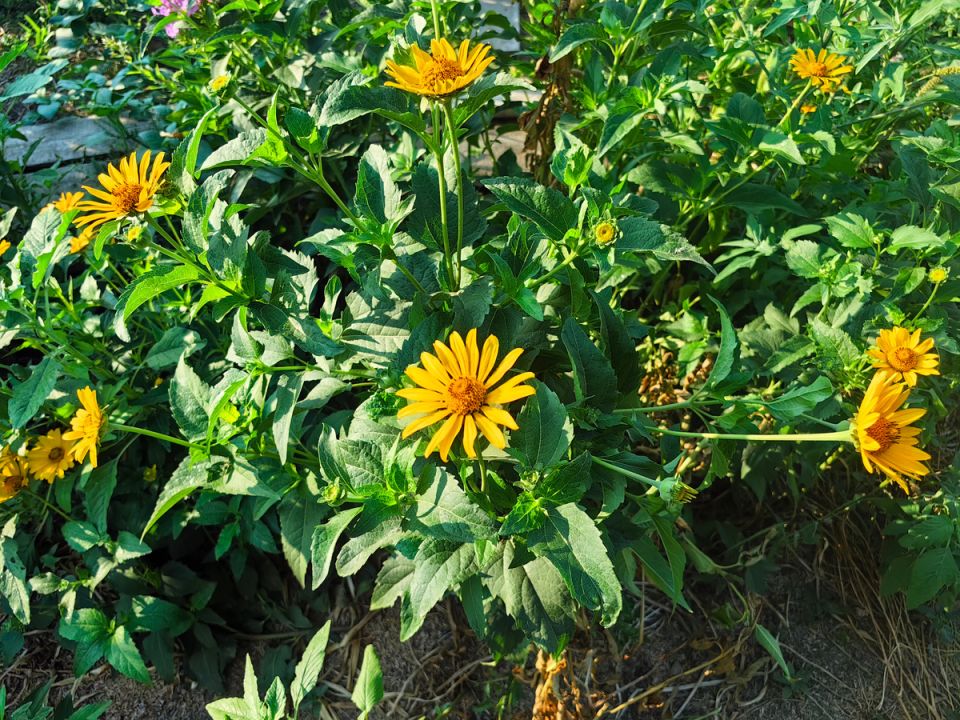 ��� ������� ���������� ����������: ��������, ������� ����� ��������� ��� ������� �� �����