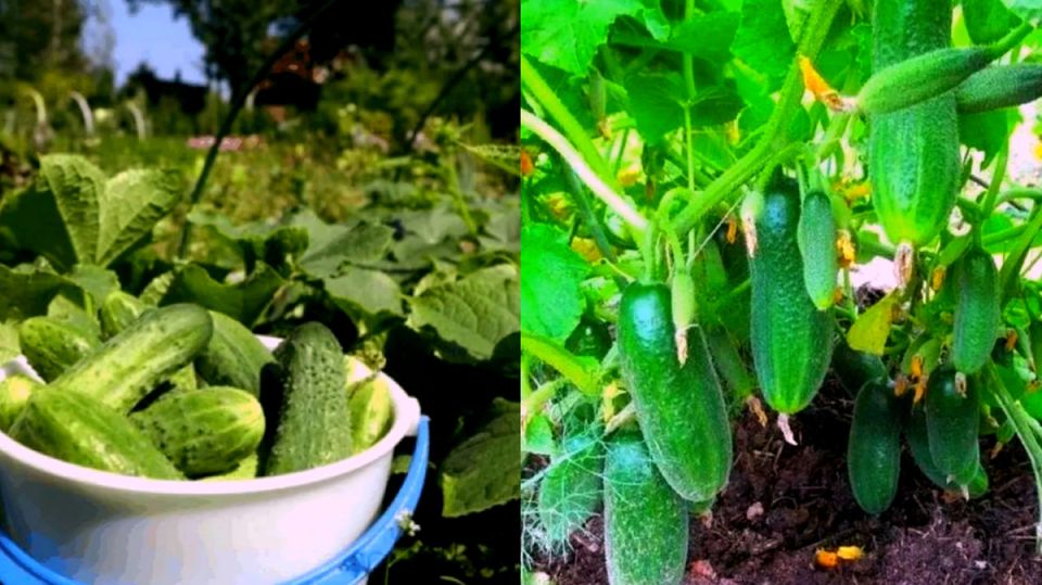 ���� ��������� ������ �������, ������� �������� ������ �� �����