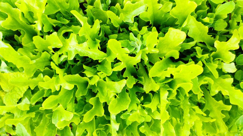 ��� ������� �������� �� �������: ��� ������ ������ �� ���� ���