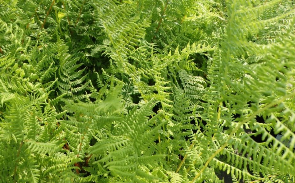 Кочедыжник: искусство выращивания и ухода в вашем саду