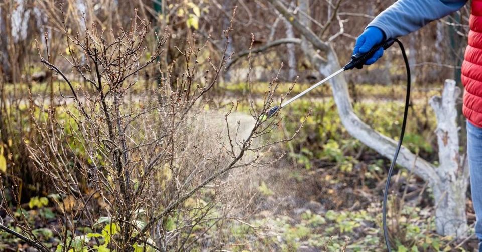 осенняя обработка сада: как не упустить лучший момент