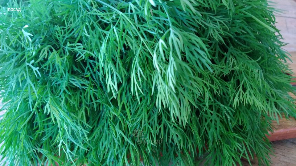 Да не вырастет укроп, говорили соседи