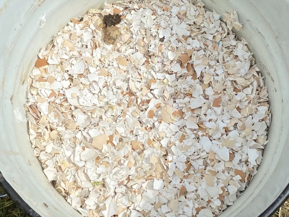 Почему яичная скорлупа не лучший выбор для вашей почвы