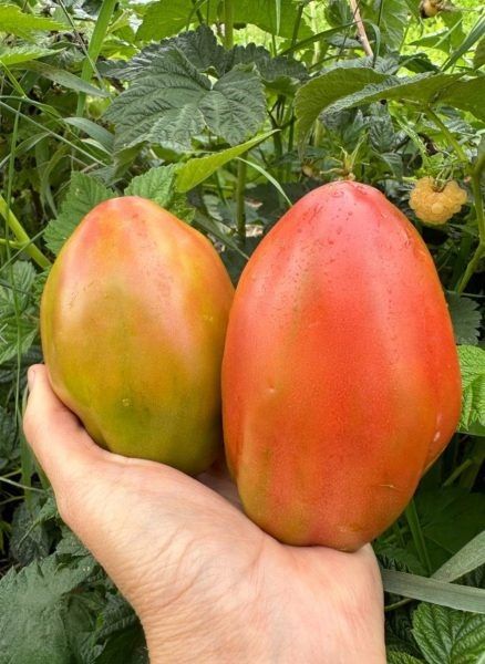 ����� ������ ���� �������: ��������� ���� � ����� ������� ��� �������� ��������