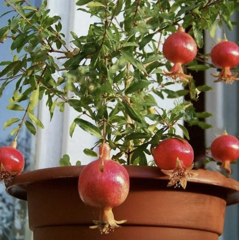 ������ ���� �� ��������: ��� ���������� ������� � ������