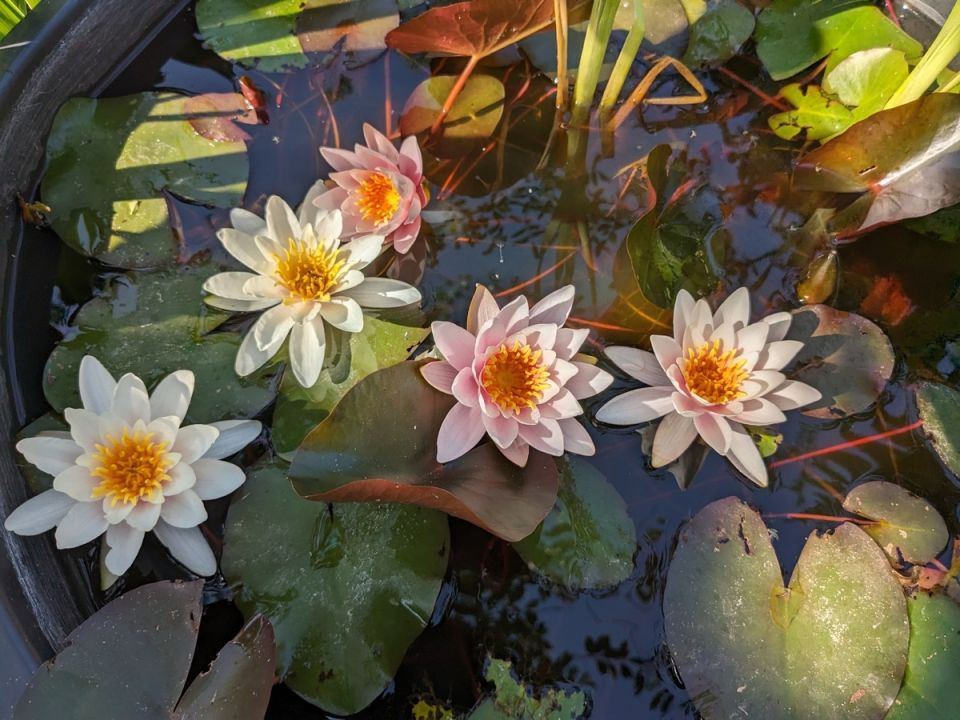 Зимняя подготовка: как сохранить нимфеи до весны