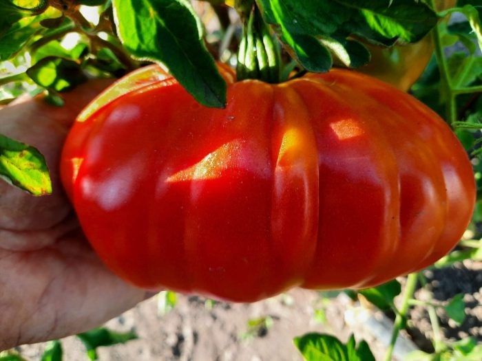 Томат Озеро Маджоре: секреты успешного урожая с уникальными плодами