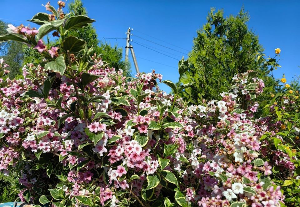 �������� ������� ����������� ��� ��������� ����� �������� �������