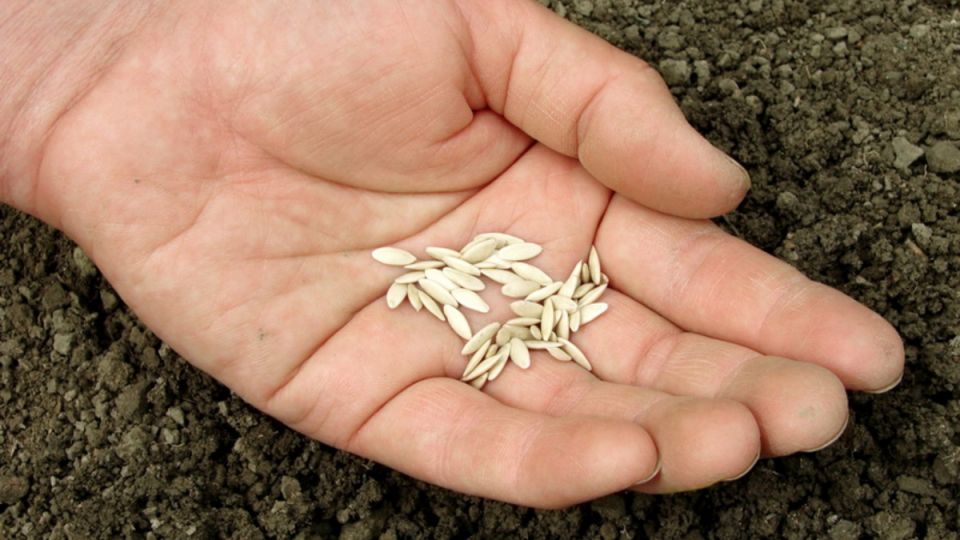 Как сэкономить на семенах огурцов: секреты российских производителей