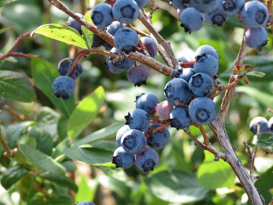 ��� ������ ����� �������� �����? �������� ������� ��������� �����