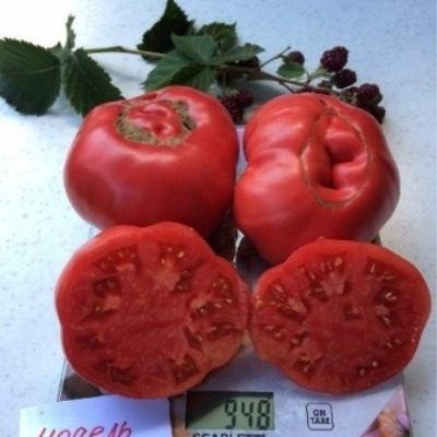 Томат Модель: спокойное объяснение формы, вкуса и урожайности