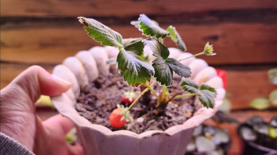 Клубника зимой дома: как собрать урожай на подоконнике без суеты