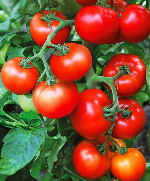 Непас 7 Непасынкующийся гигантский: крупные плоды без лишних хлопот