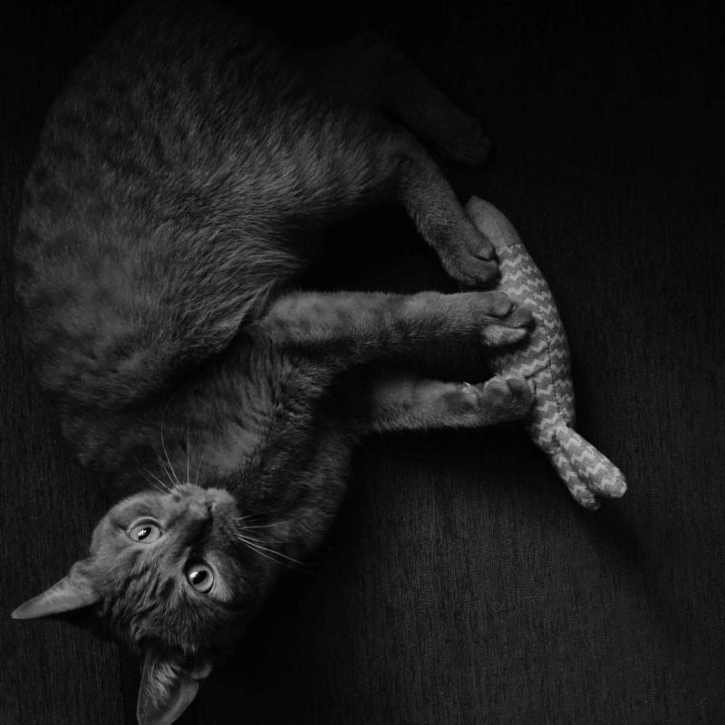        iPhone Photography Awards  2025