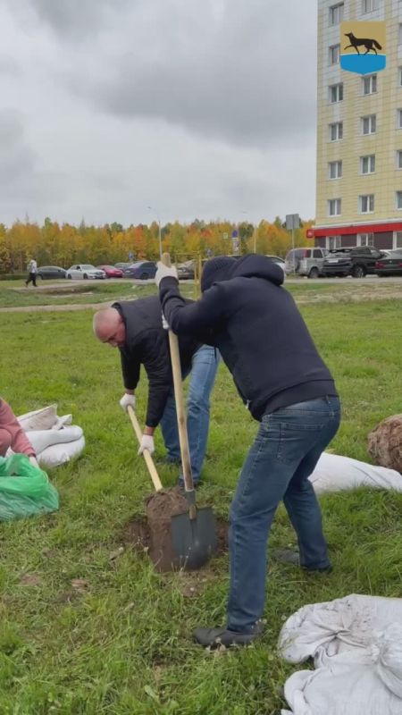 Более 800 саженцев деревьев и кустарников высадят в Сургуте этой осенью