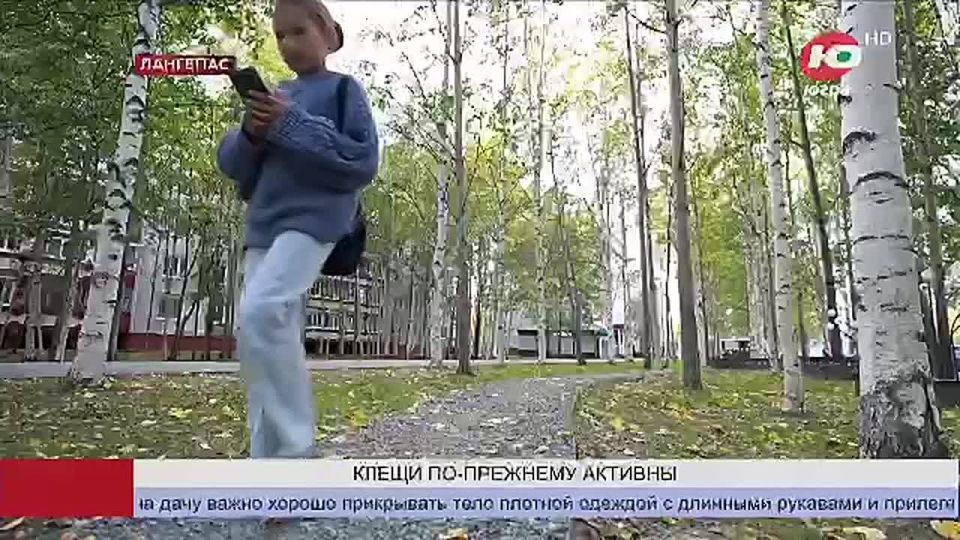 В золотых лесах югорчан поджидают клещи