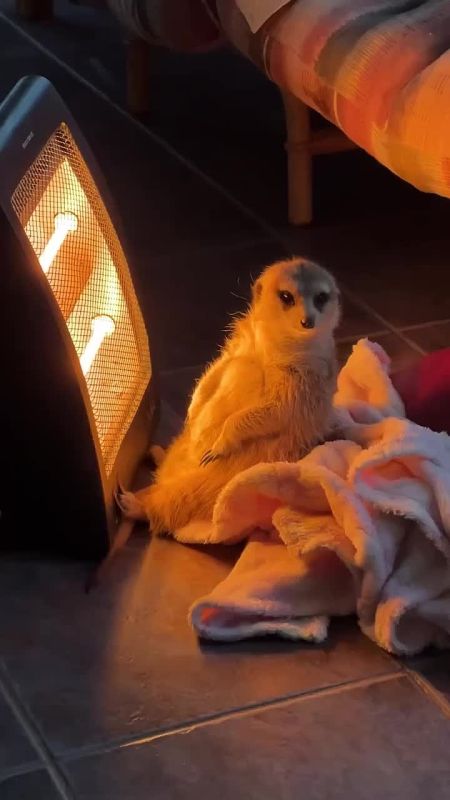   !.    - ,     - !     |    MAX