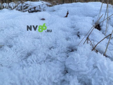         NV86: