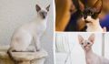 9 пород кошек, идеально подходящих аллергикам: кто не линяет и станет верным другом