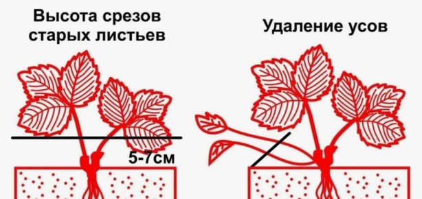 Клубника и севооборот: как получить здоровый урожай без болезней
