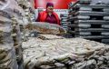 Экспорт мороженой рыбы из России стремительно растет