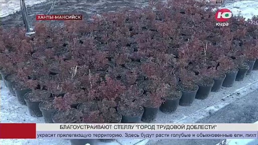 В Ханты-Мансийске начали озеленение сквера, где в ближайшее время будет установлена стела «Город трудовой доблести»