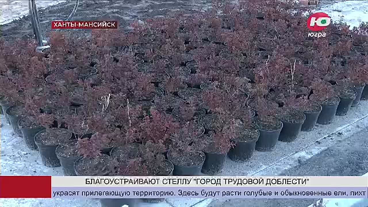 В Ханты-Мансийске начали озеленение сквера, где в ближайшее время будет установлена стела «Город трудовой доблести»