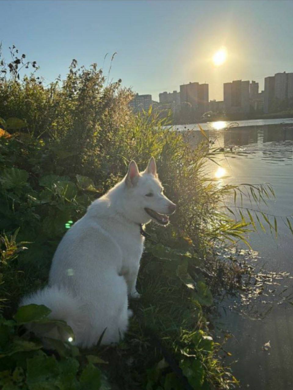 В Нижневартовске проходят зоозащитные акции по поддержке бездомных животных В Нижневартовске проходят зоозащитные акции по поддержке бездомных животных