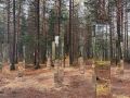 В парке «За Саймой» появилась необычная композиция - «Зеркальный лес»