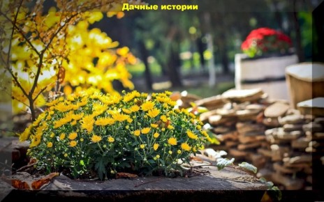 Октябрьская смена: как подготовить сад и огород к зиме