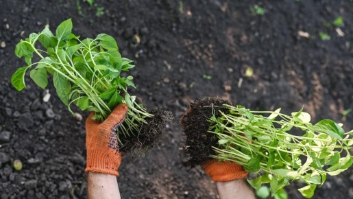Перцы моментально пойдут в рост: нужно только подготовить рассаду