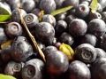 Черника или голубика: кто выигрывает битву за ваше здоровье и энергию