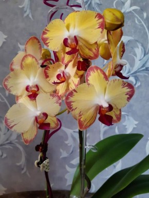 Как раскрыть тайны цветения орхидей: три секретных способа для ароматного успеха