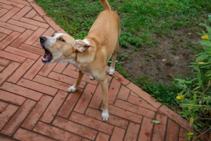 Собачьи лаятели: ТОП-10 энергичных пород, которые не могут молчать