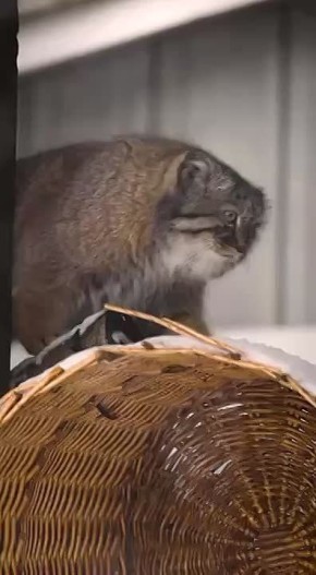 У всех такая реакция на снег была?