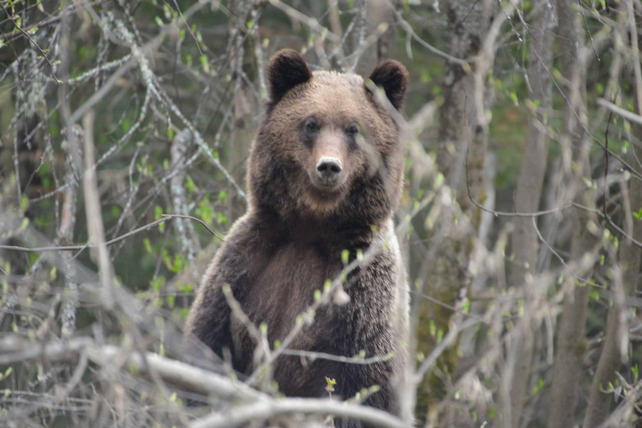 В мире, где у многих работа связана с офисами и цифрами, есть люди, чей рабочий день начинается с хруста снега под ногами и заканчивается под пение птиц В мире, где у многих работа связана с офисами и цифрами, есть люди, чей рабочий день начинается с хруста снега под ногами и заканчивается под пение птиц