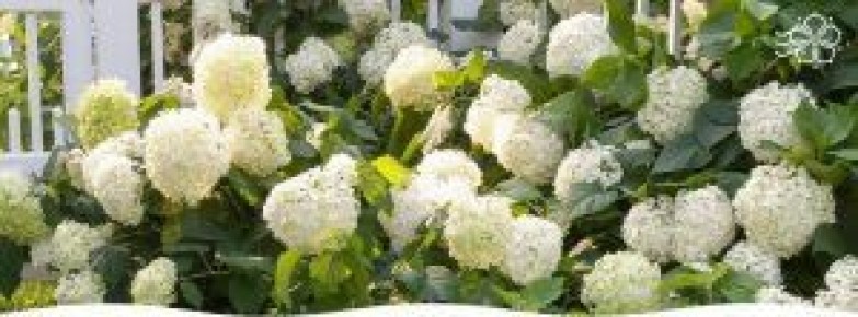 Зимняя подготовка гортензий: советы для цветущего сада