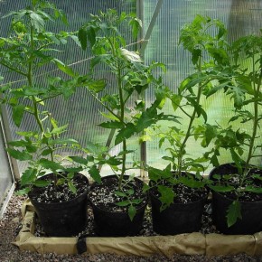 Народные секреты для крепкой рассады: как яичная скорлупа превращает растения в нокауты