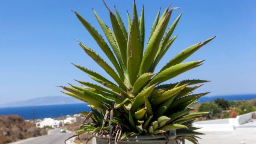 Забудьте о минеральных подкормках: с этим стимулятором алоэ вырастет как на дрожжах