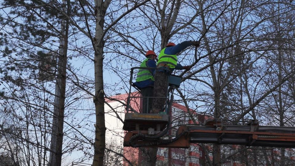 О работе специалистов МКУ «Лесопарковое хозяйство» по уходу за деревьями в городе рассказал Глава Сургута Максим Слепов