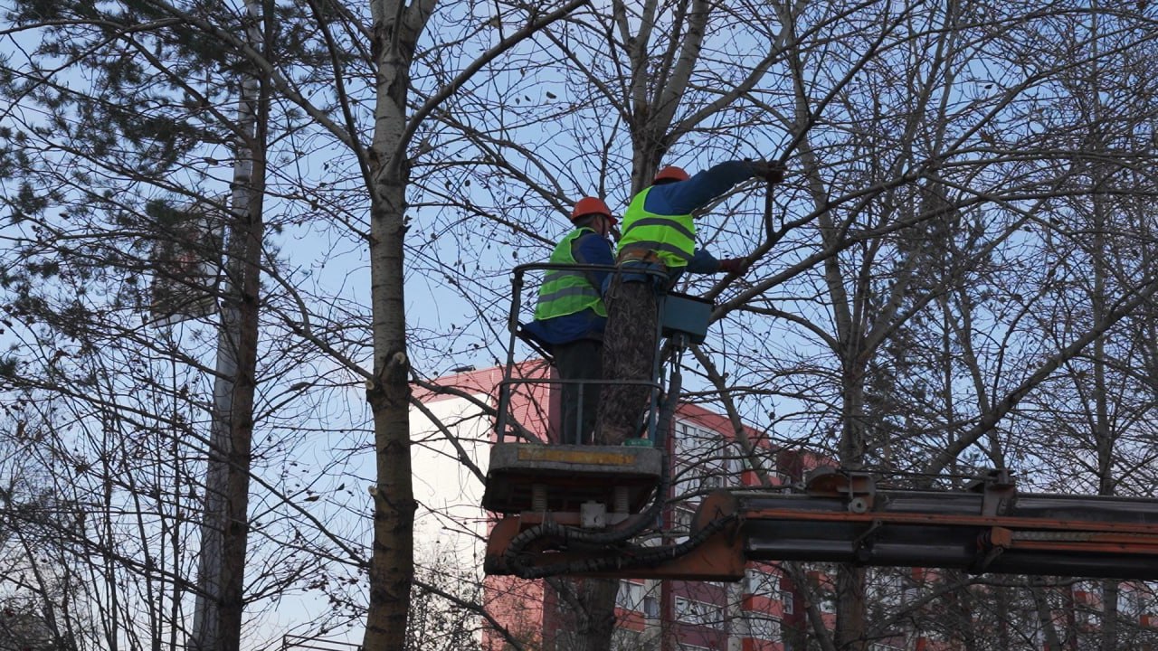 О работе специалистов МКУ «Лесопарковое хозяйство» по уходу за деревьями в городе рассказал Глава Сургута Максим Слепов