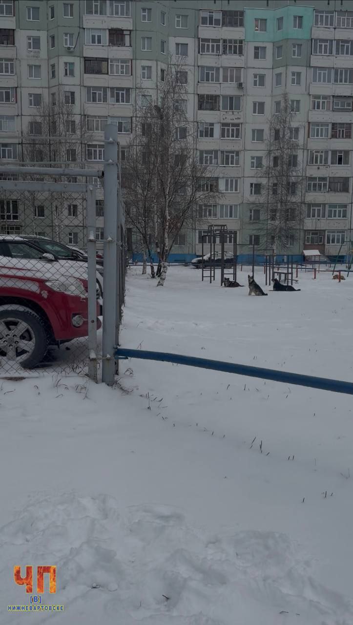 Доблестный супердворник спас кота Ваську, которого загнали на дерево собаки Доблестный супердворник спас кота Ваську, которого загнали на дерево собаки