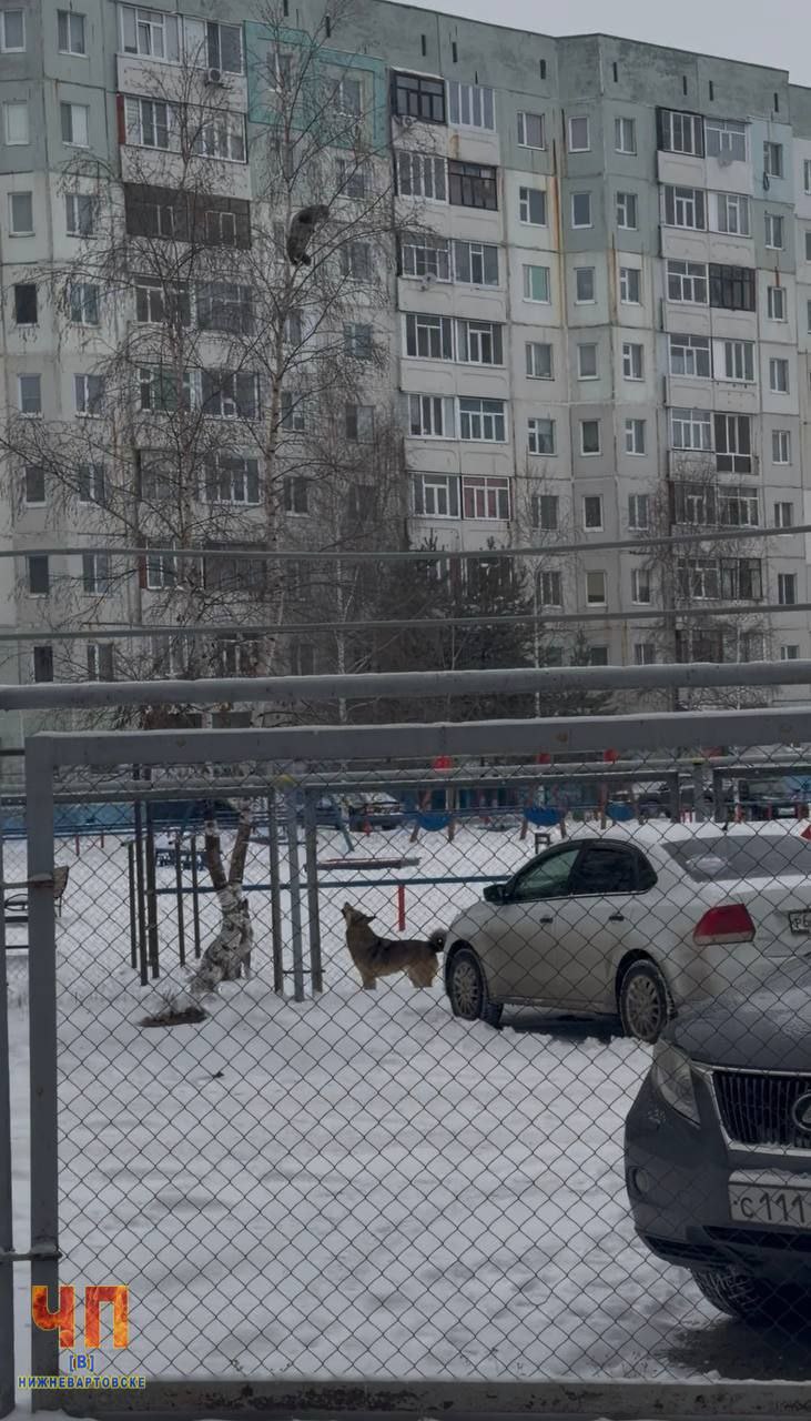 Доблестный супердворник спас кота Ваську, которого загнали на дерево собаки Доблестный супердворник спас кота Ваську, которого загнали на дерево собаки